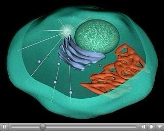 螺旋细胞遗传3D动画 螺旋 细胞遗传 病毒 干细胞 细胞核 研究 分裂 进化生物 技术细菌 人类细胞 微生物 生物细胞 DNA 病毒 微生物学 ...