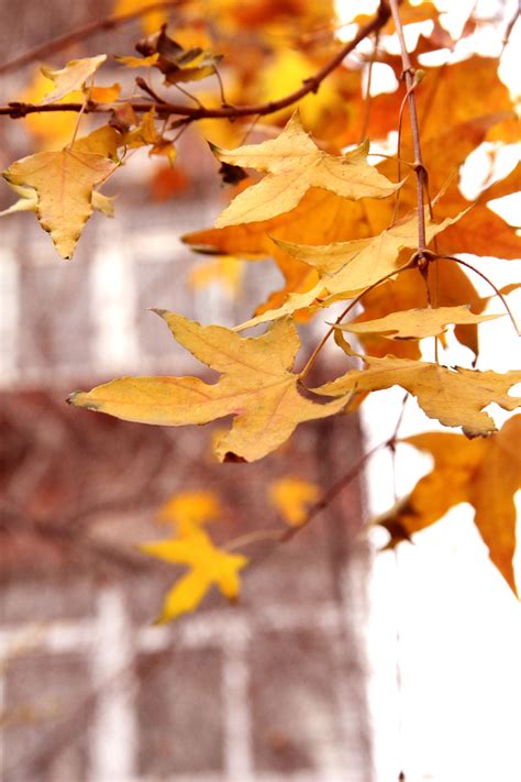 深秋时节树叶全部变黄了透过黄色的树叶间隙可以感受到晴朗的天空