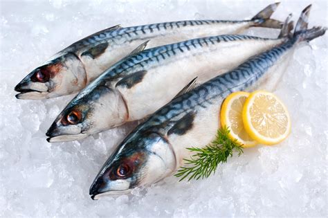4斤顺丰 挪威青花鱼船冻野海鱼生鲭鱼冷冻鲭鱼整条鲜冻海鲜水产-阿里巴巴