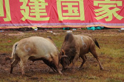贵州苗寨举办斗牛会 26头斗牛同堂竞技-贵州旅游在线