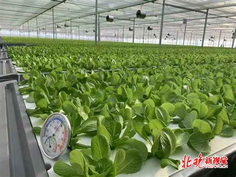 京东开始种菜了 自建智慧植物工厂首次面向媒体公开 | 北晚新视觉