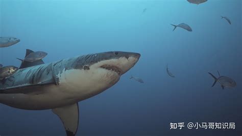 网红吃播的濒危大白鲨，来源查清了 - 知乎