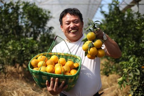浙江德清：大棚柑橘喜丰收-人民图片网