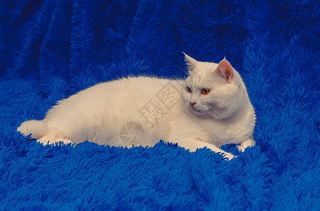 英短蓝白猫高清图片下载-正版图片501381181-摄图网