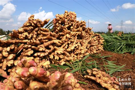 生姜种植怎么提高产量 - 农村致富网