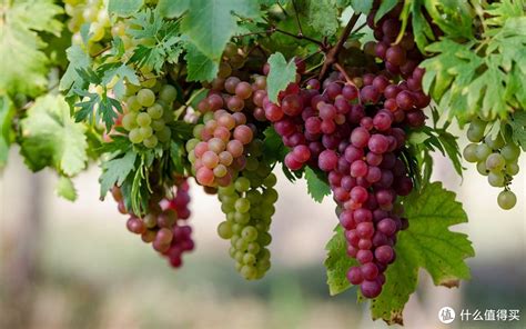 有哪些葡萄品种口感好 - 运富春