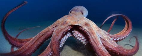 关于章鱼你应该知道的24有趣的事实！所有章鱼都是有毒的