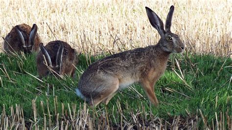 正确抓兔子的方式 兔子几只脚正确答案_宠物百科 - 养宠客