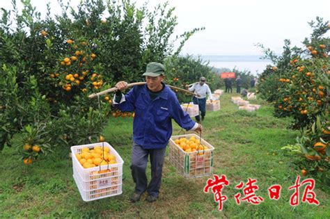 供销系统服务特色产业 石门今年柑橘销售已完成99.8% - 华声湘播