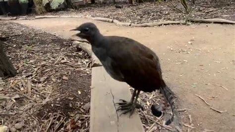 澳大利亚琴鸟(Menura) - 神秘的地球 科学|自然|地理|探索