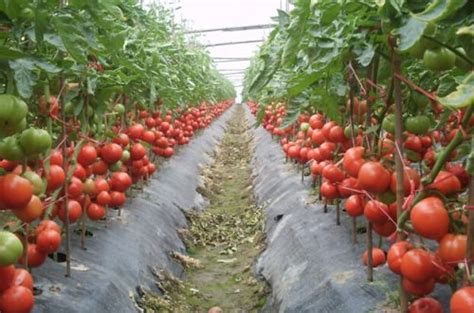 大棚西红柿图片,大棚种植西红柿,山东寿光大棚蔬菜图片_大山谷图库