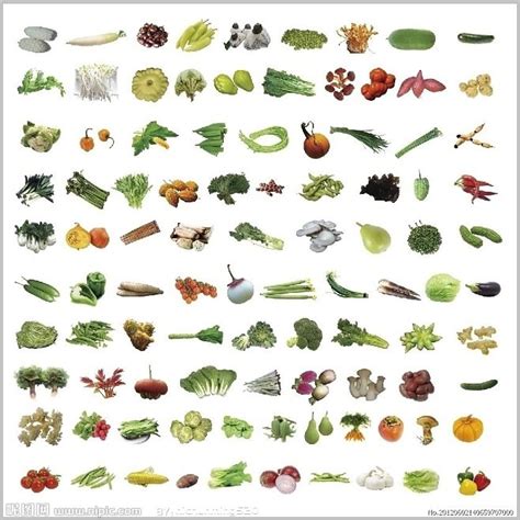 百种蔬菜，图层带有蔬菜名称。