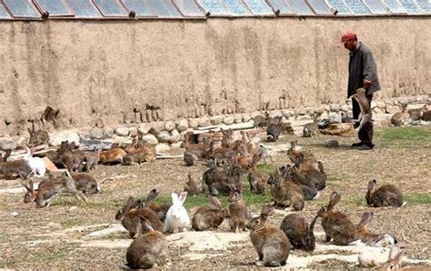 遂宁市哪里有大型种兔养殖场_种兔养殖_亿源种兔养殖场
