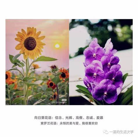 十二星座的守护花是什么花