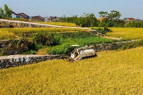 减少“水孔”！中国科学家发现让水稻更抗旱的新基因——人民政协网