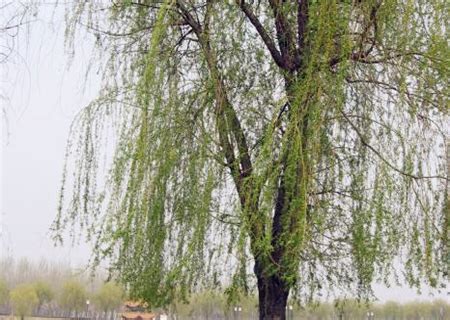 柳花什么季节_风吹柳花满店香是什么季节 - 随意云