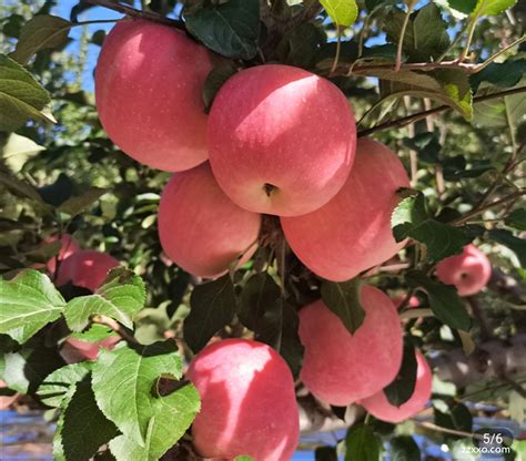 陕西洛川苹果商品详情：洛川苹果5斤，洛川苹果名气很大，脆度持久，水分足，有其独特香味我们卖的是核心产区的苹果，￥39|ZZXXO