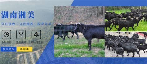 规模化羊场的日常饲养管理要点！ - 饲养管理 中国牛羊养殖网