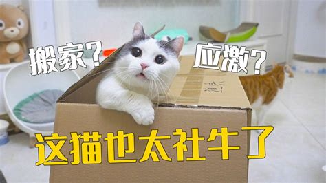 读书笔记：《救猫咪 - 电影编剧宝典》 - 知乎