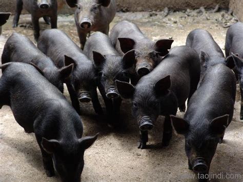 北京黑猪_特产北京黑猪专题-淘金地农业网