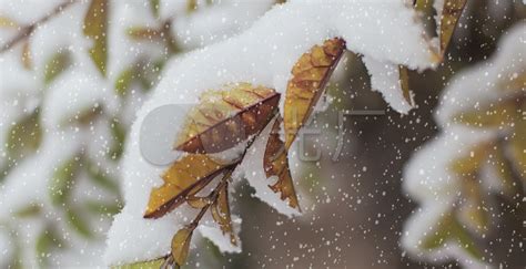雪花，雪，冬天,图片 - 真棒壁纸