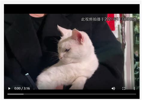 7个月！剧组虐猫事件造谣者被判刑 虐猫事件回顾_娱乐频道_中华网