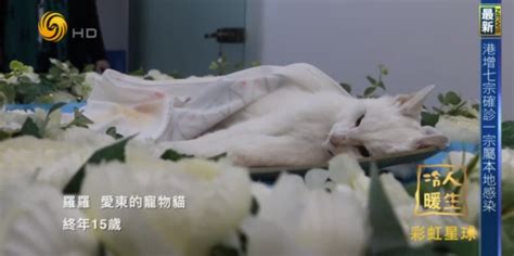 宠物殡葬加盟的坑及看视频号就开始做宠物殡葬店能行吗？ - 上海思慕宠物服务中心