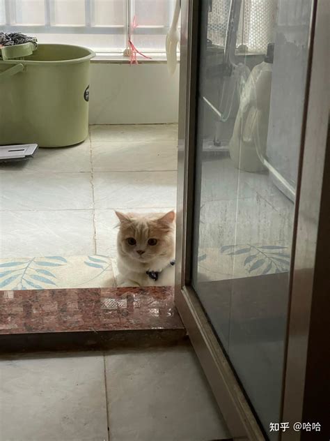 上门喂猫安全吗？ - 知乎