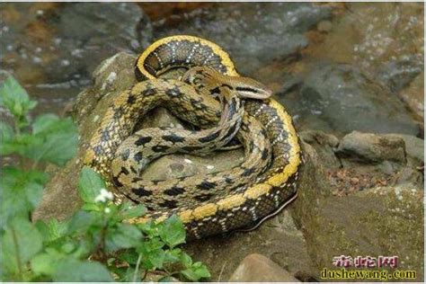 世界上最大的9头蛇、10头蛇、七头蛇_蛇的图片_毒蛇网