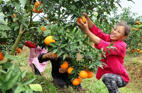 四川眉山：家庭农场晚熟柑橘春见丰收