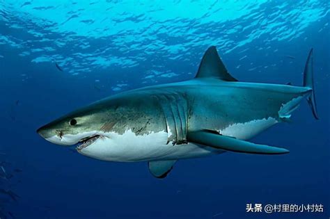 鲨鱼用什么呼吸 鲨鱼的呼吸方式和特点_华夏智能网