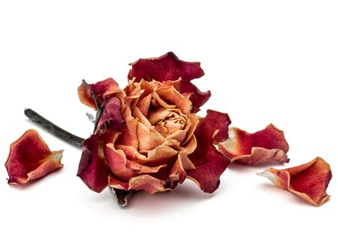 一束干枯的的玫瑰花骨朵图片免费下载_红动中国