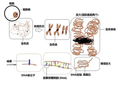生物遗传因子DNA的影像