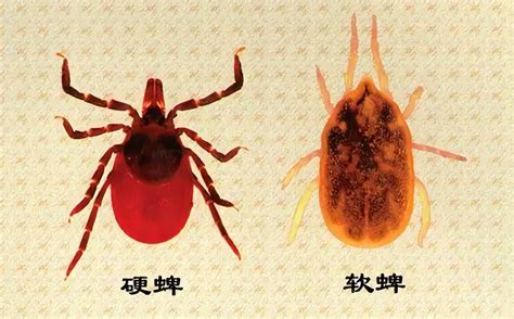 带娃去户外当心 6 类毒虫，尤其第一种，严重可致命（附急救方法）_图片_来源_处理