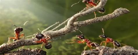 蚂蚁搬家动画