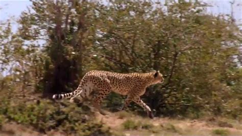 肯尼亚马赛马拉上演生死时速！猎豹跃上斑马背美餐一顿_新浪图片