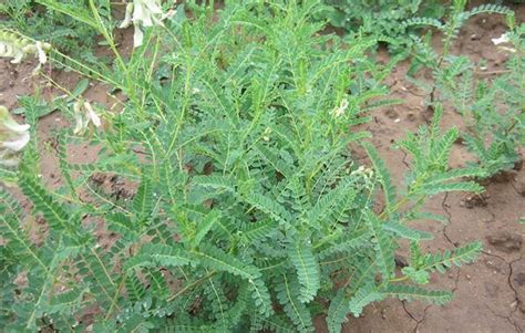 黄芩的种植方法及条件，种植几年能收获 - 花百科
