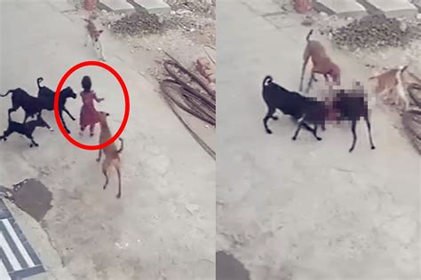 监拍：印度4岁女童遭流浪狗围堵 倒地后遭疯狂撕咬 目前仍在抢救！_凤凰网视频_凤凰网