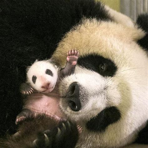 旅美大熊猫“美香”产下一枚幼崽_中国网