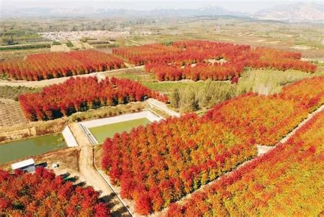 南京中山植物园红枫林摄影图配图高清摄影大图-千库网