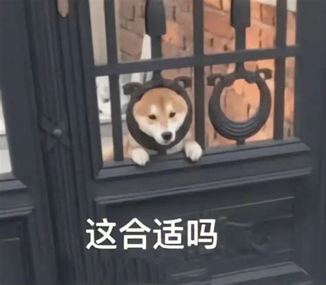背叛的表情包图片