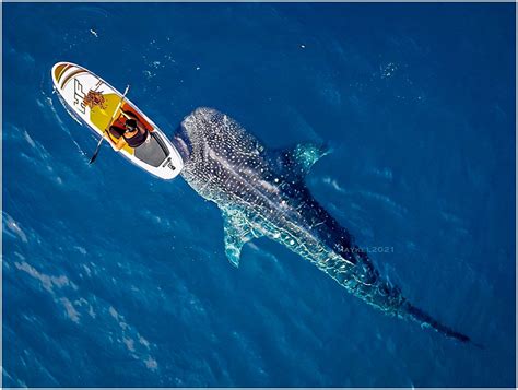 印尼鲸鲨潜点大合集 | 与温柔的巨人共舞：在海底遇见星空璀璨...