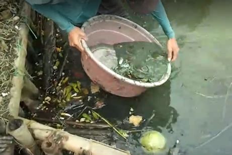 男子在臭水沟捞出一盆泥，清洗后盆中都是虾和螃蟹