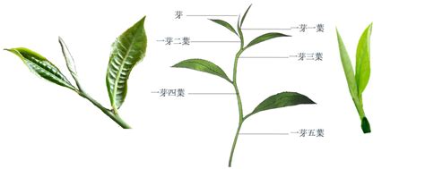 植物形态图解_www.isenlin.cn