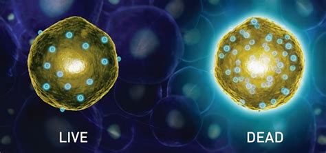 CD14+单核细胞：Macrophage和DC的前体细胞_生物器材网