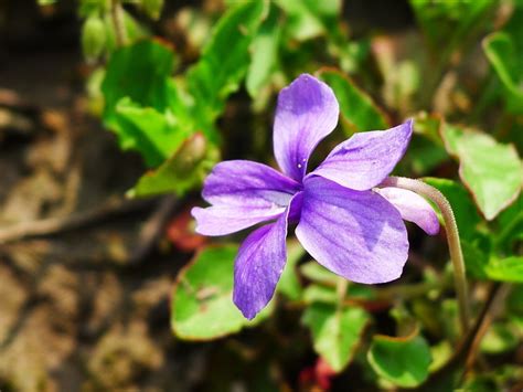 紫花地丁春季可以种植吗，种植后如何管理-花海建设-长景园林网