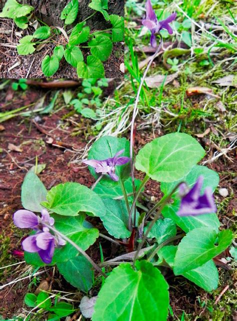 紫花地丁-神农架植物-图片
