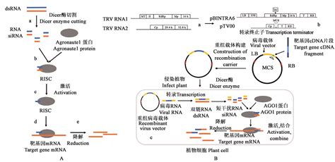 CRISPR/Cas9介导的非同源DNA敲入在多拷贝基因敲除中的应用 | BMC Biology—论文—科学网