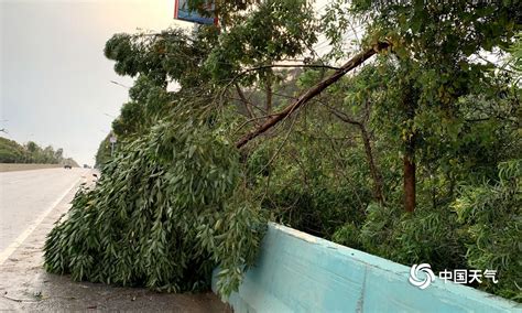 强对流突袭广西玉林 12级大风刮倒大树路面积水严重-天气图集-中国天气网
