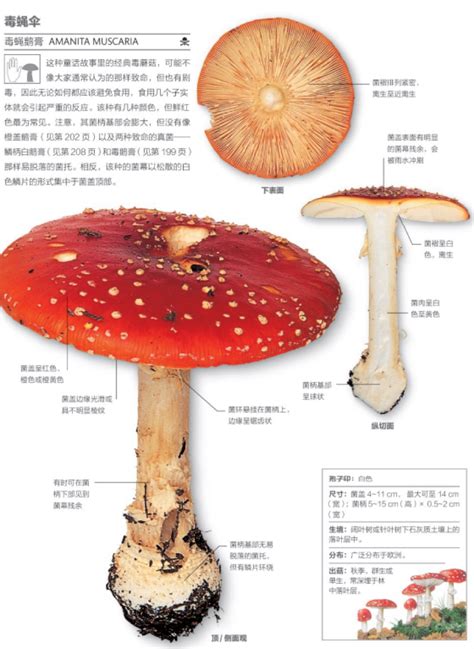 “河北蘑菇”品牌诞生，河北食用菌产业开启高质量发展新阶段_财富号_东方财富网